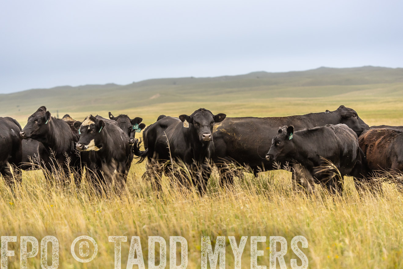 TMyers_PP_MilldaleRanch_Nebraska_June2024-524207