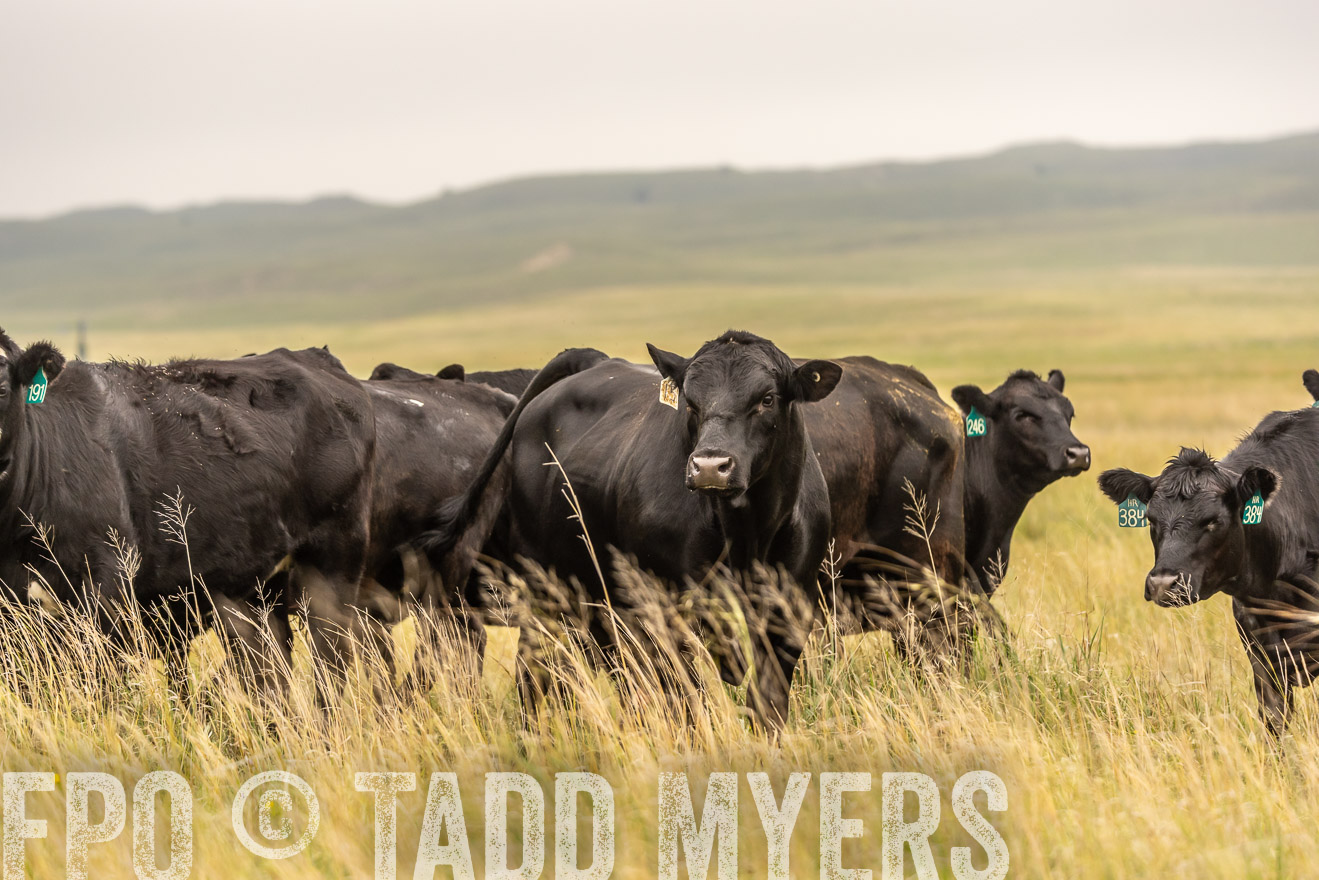 TMyers_PP_MilldaleRanch_Nebraska_June2024-524216