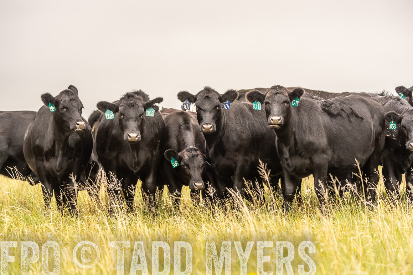 TMyers_PP_MilldaleRanch_Nebraska_June2024-524234