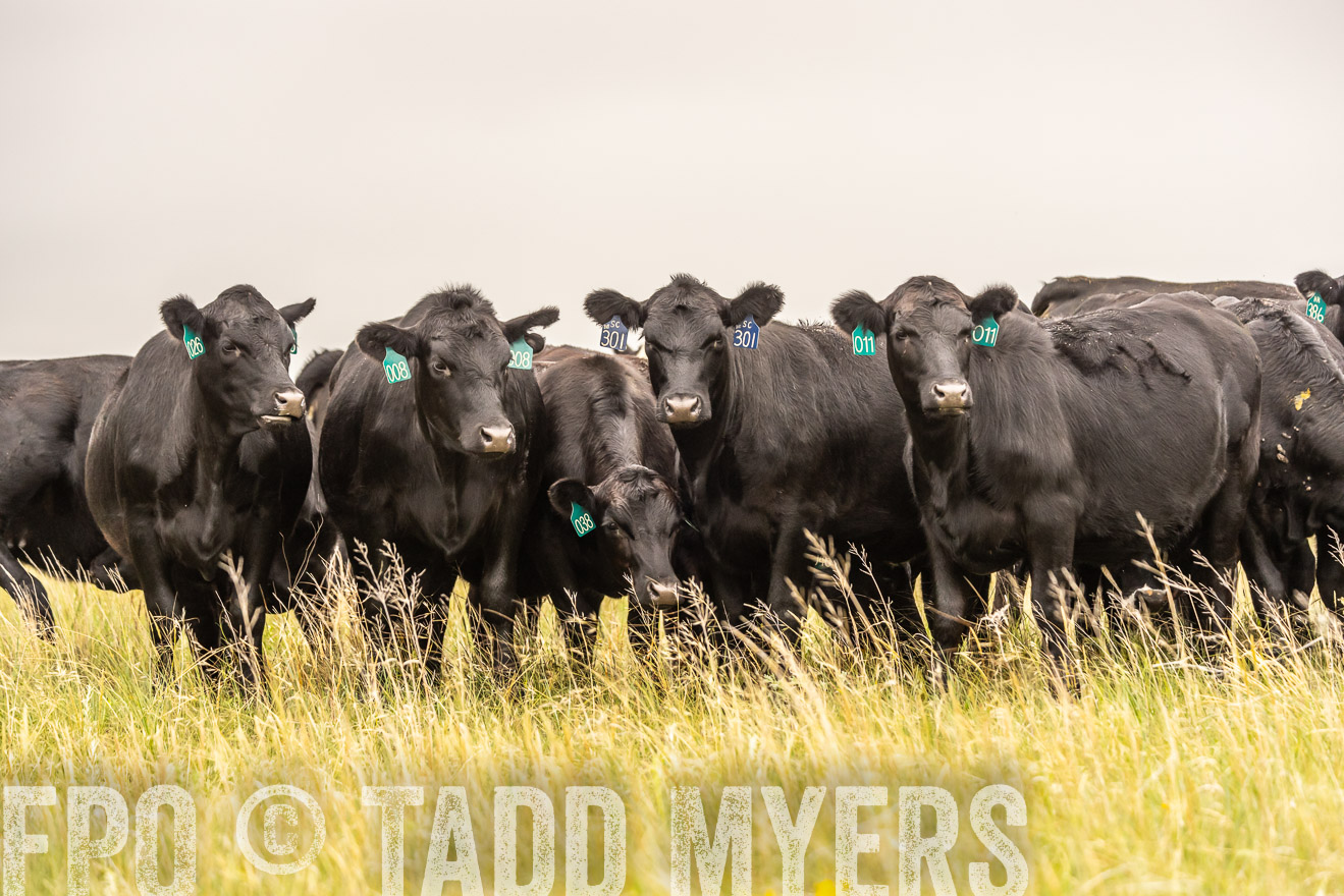TMyers_PP_MilldaleRanch_Nebraska_June2024-524239