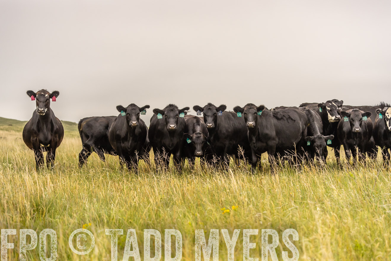 TMyers_PP_MilldaleRanch_Nebraska_June2024-524242
