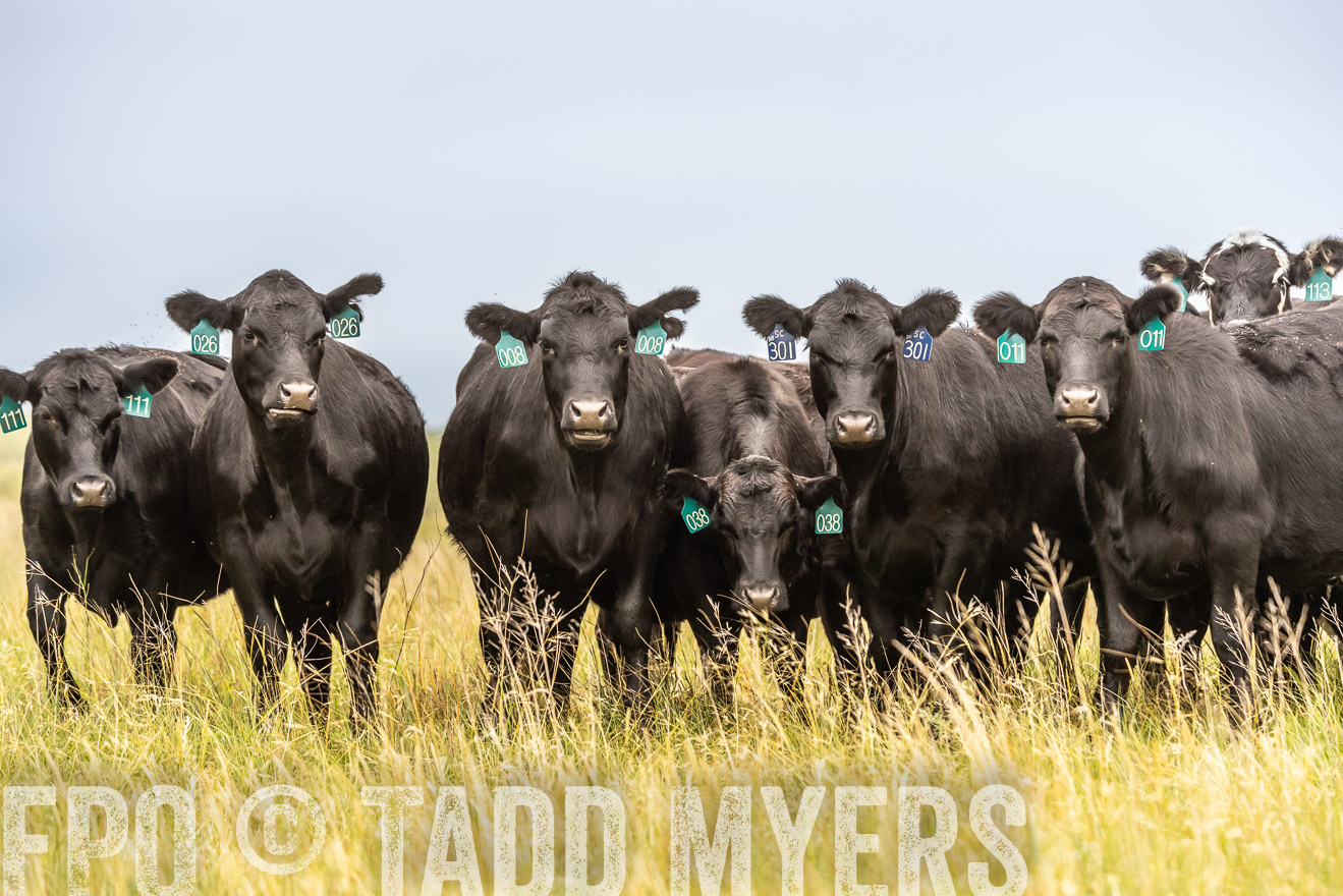 TMyers_PP_MilldaleRanch_Nebraska_June2024-524249