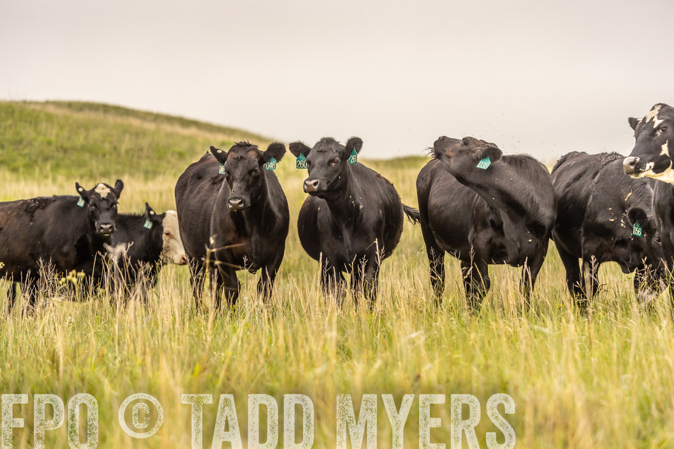 TMyers_PP_MilldaleRanch_Nebraska_June2024-524276