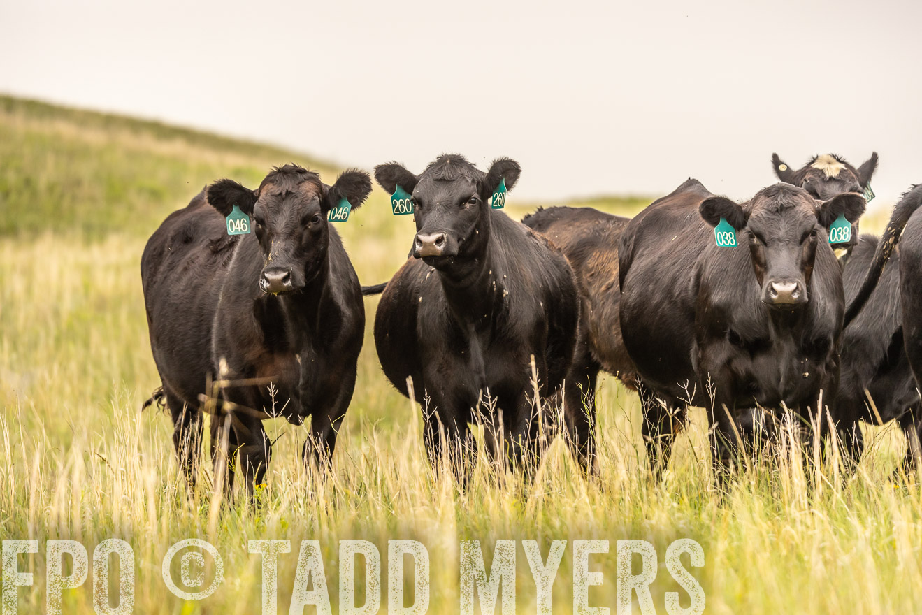 TMyers_PP_MilldaleRanch_Nebraska_June2024-524280