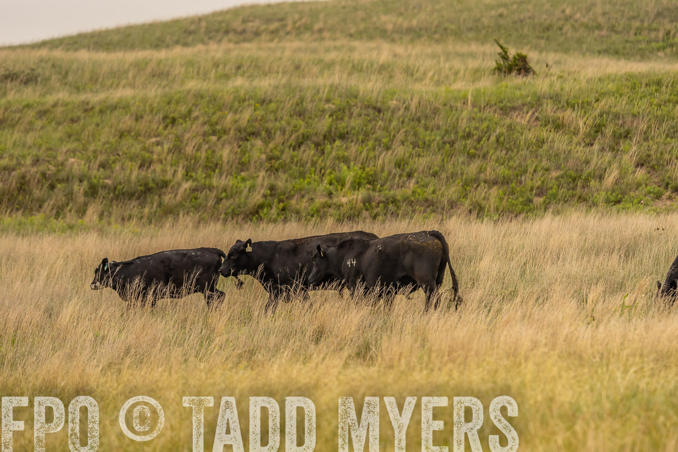 TMyers_PP_MilldaleRanch_Nebraska_June2024-524318