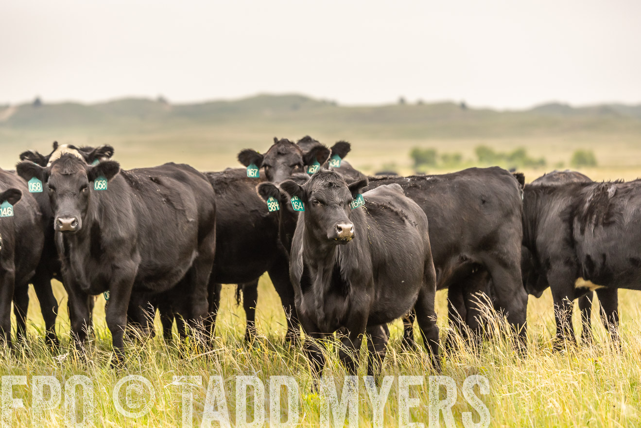 TMyers_PP_MilldaleRanch_Nebraska_June2024-524326