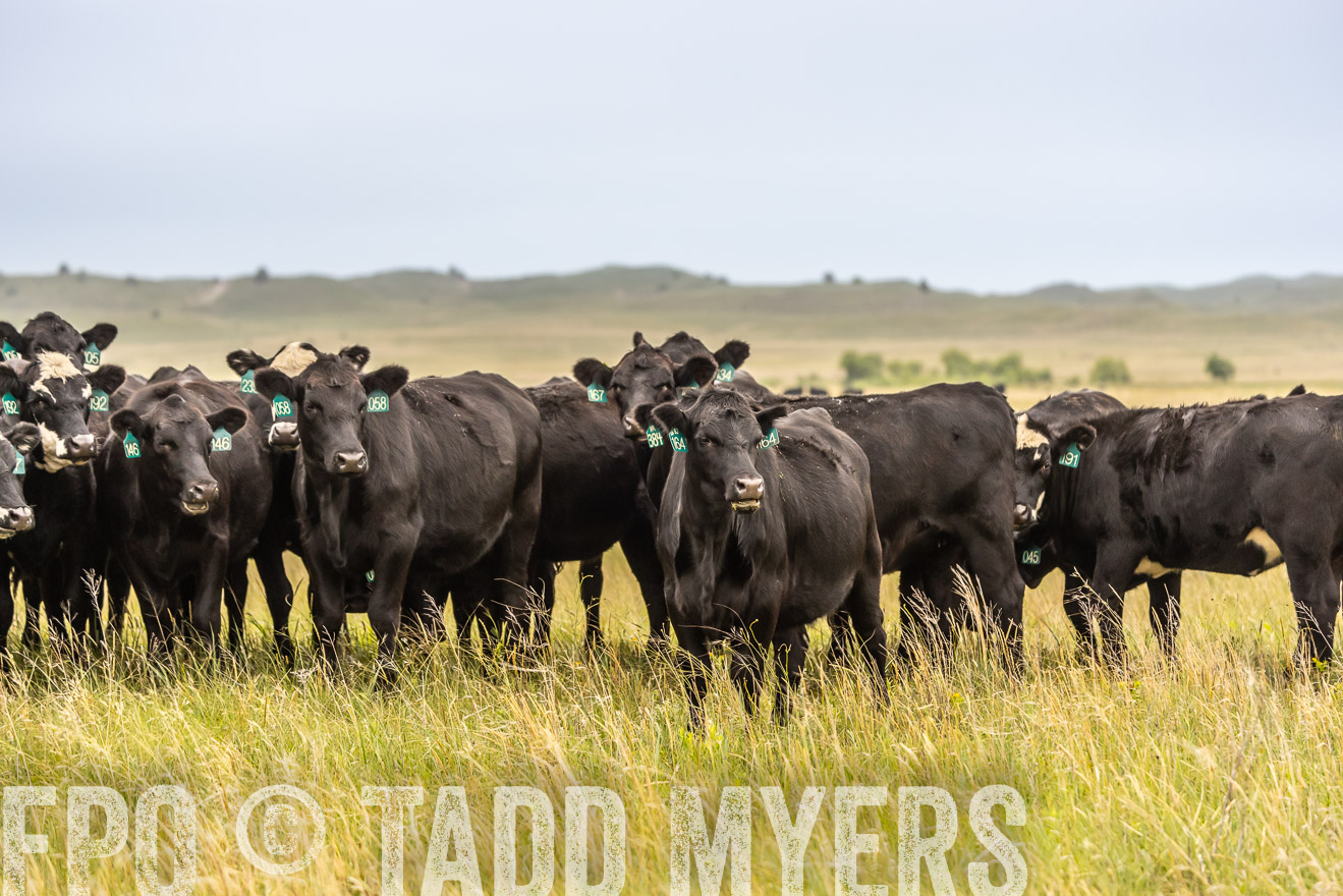 TMyers_PP_MilldaleRanch_Nebraska_June2024-524329