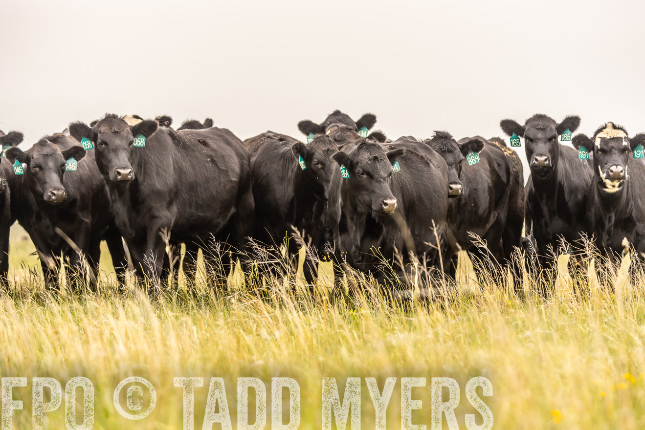 TMyers_PP_MilldaleRanch_Nebraska_June2024-524333