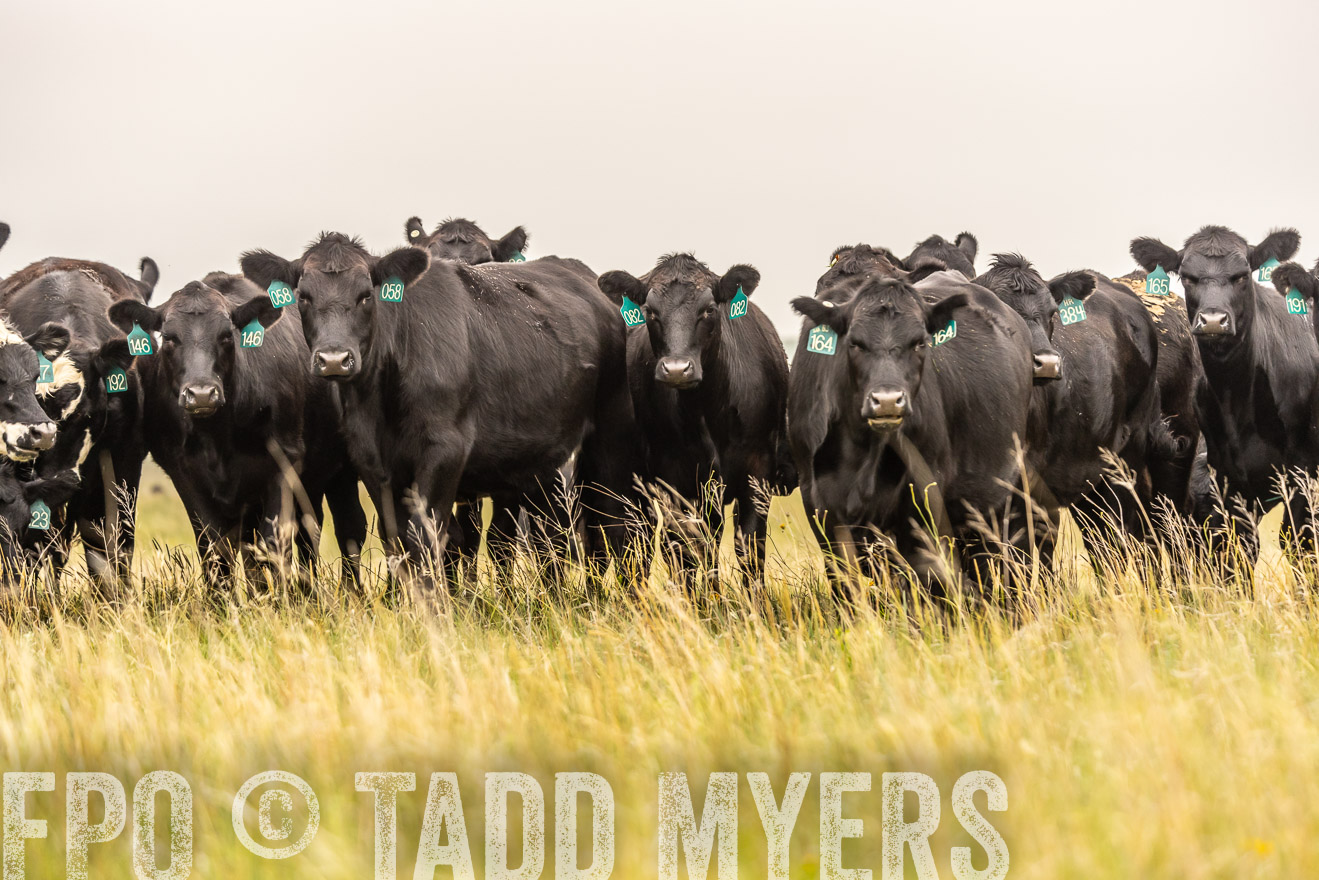 TMyers_PP_MilldaleRanch_Nebraska_June2024-524337