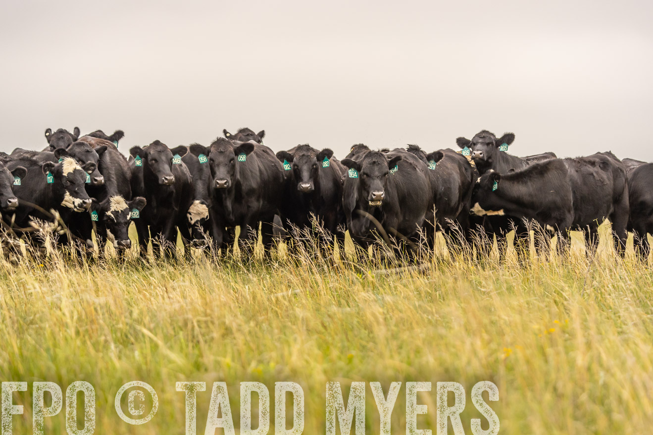 TMyers_PP_MilldaleRanch_Nebraska_June2024-524351