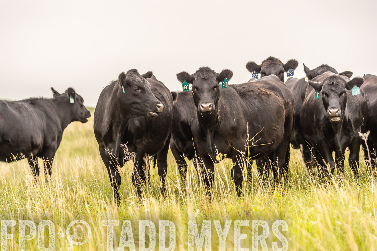 TMyers_PP_MilldaleRanch_Nebraska_June2024-524355