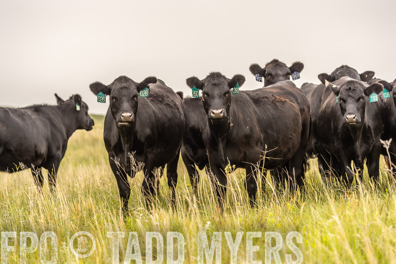 TMyers_PP_MilldaleRanch_Nebraska_June2024-524358