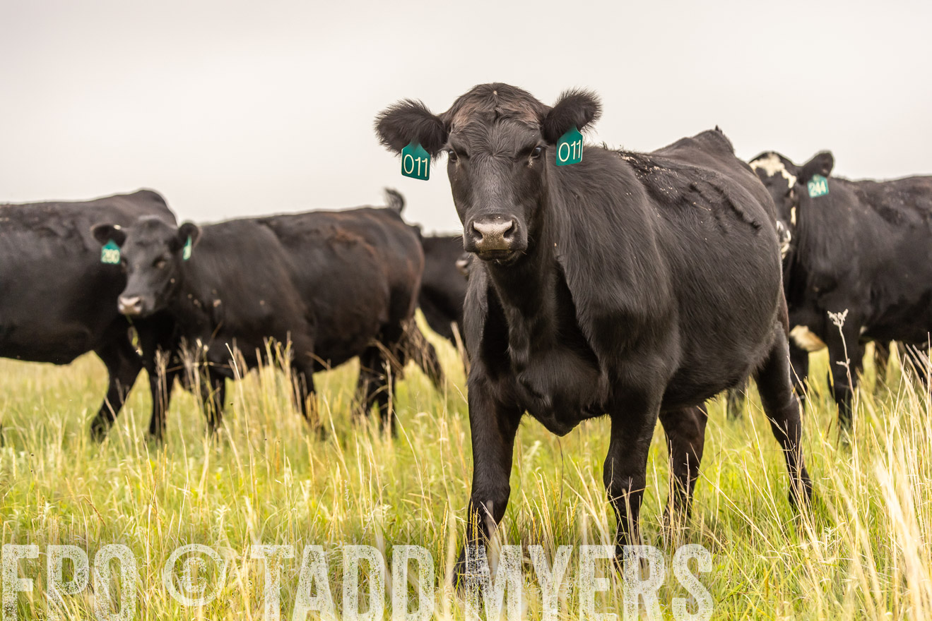 TMyers_PP_MilldaleRanch_Nebraska_June2024-524362