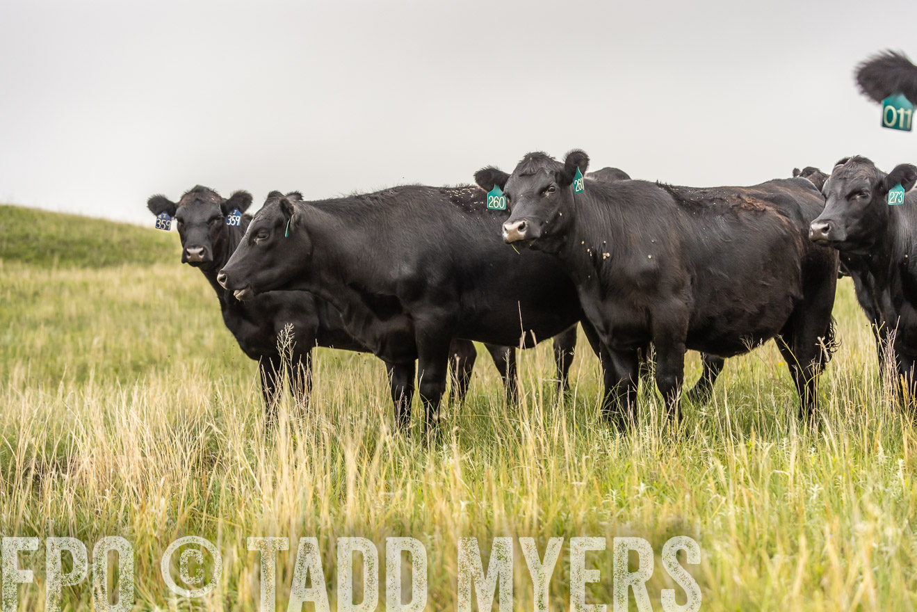 TMyers_PP_MilldaleRanch_Nebraska_June2024-524366