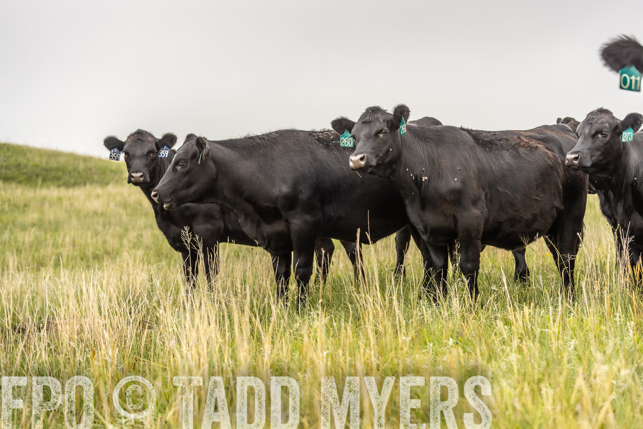 TMyers_PP_MilldaleRanch_Nebraska_June2024-524367