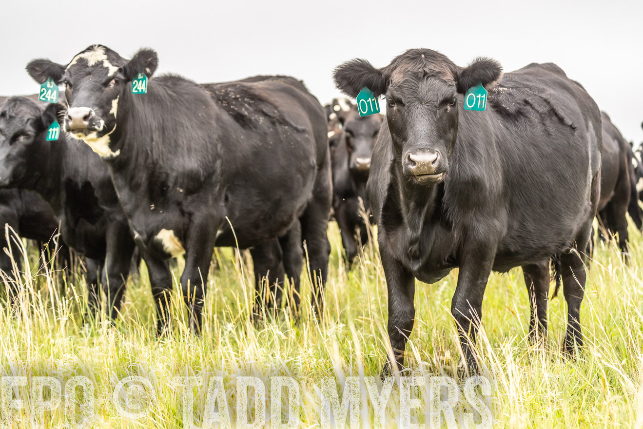TMyers_PP_MilldaleRanch_Nebraska_June2024-524373