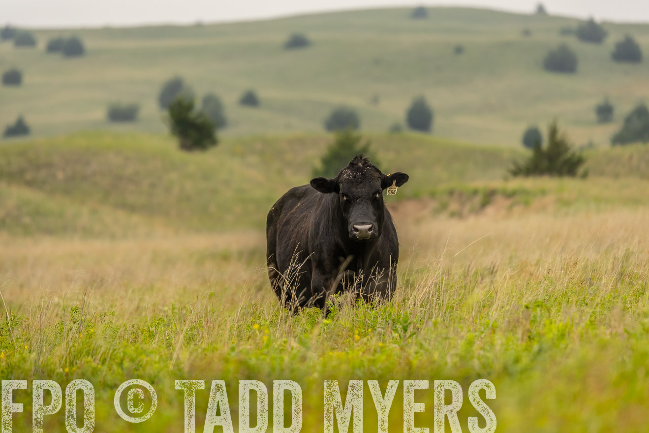TMyers_PP_MilldaleRanch_Nebraska_June2024-524381