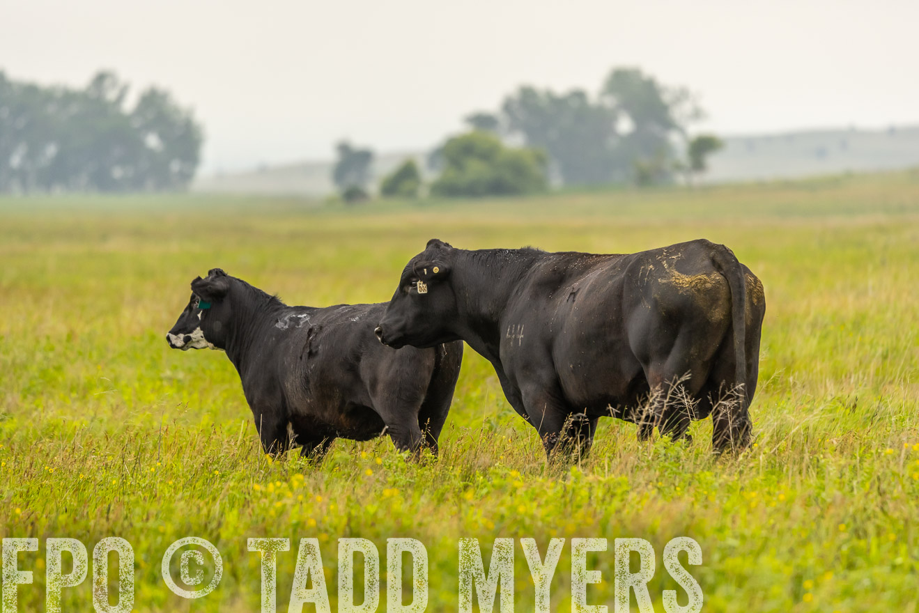 TMyers_PP_MilldaleRanch_Nebraska_June2024-524413