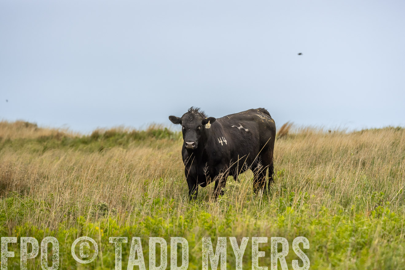 TMyers_PP_MilldaleRanch_Nebraska_June2024-524448