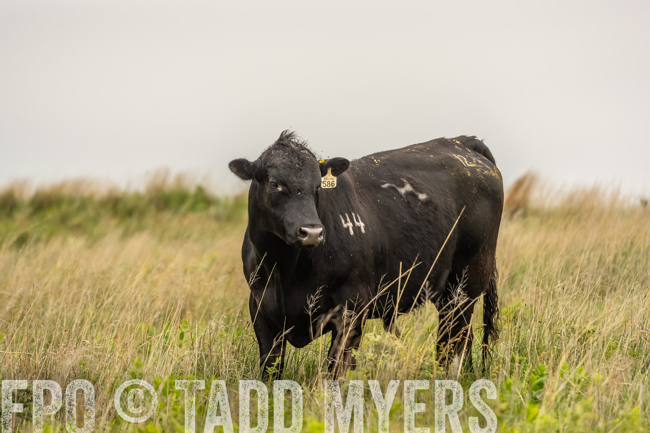 TMyers_PP_MilldaleRanch_Nebraska_June2024-524455