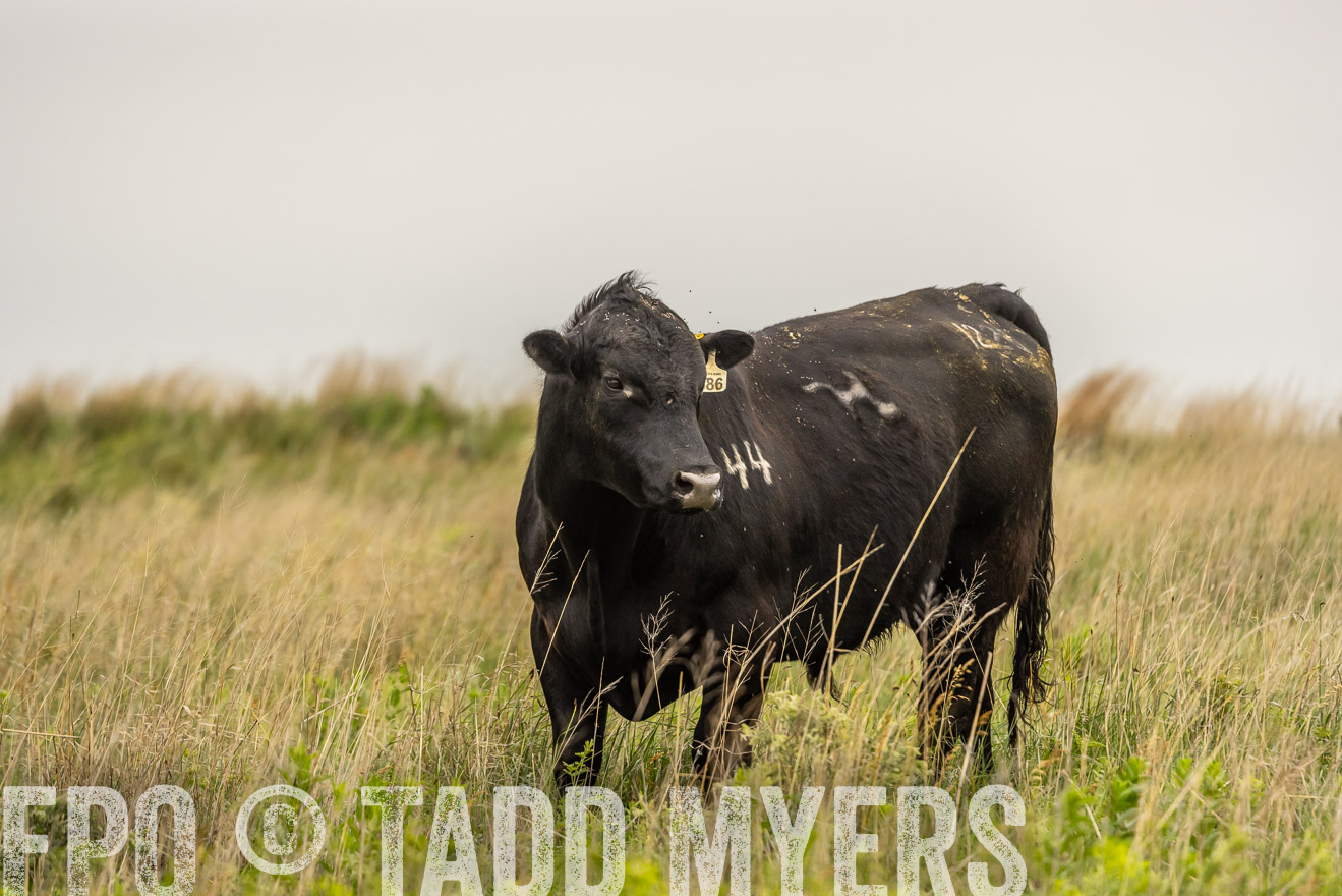 TMyers_PP_MilldaleRanch_Nebraska_June2024-524457