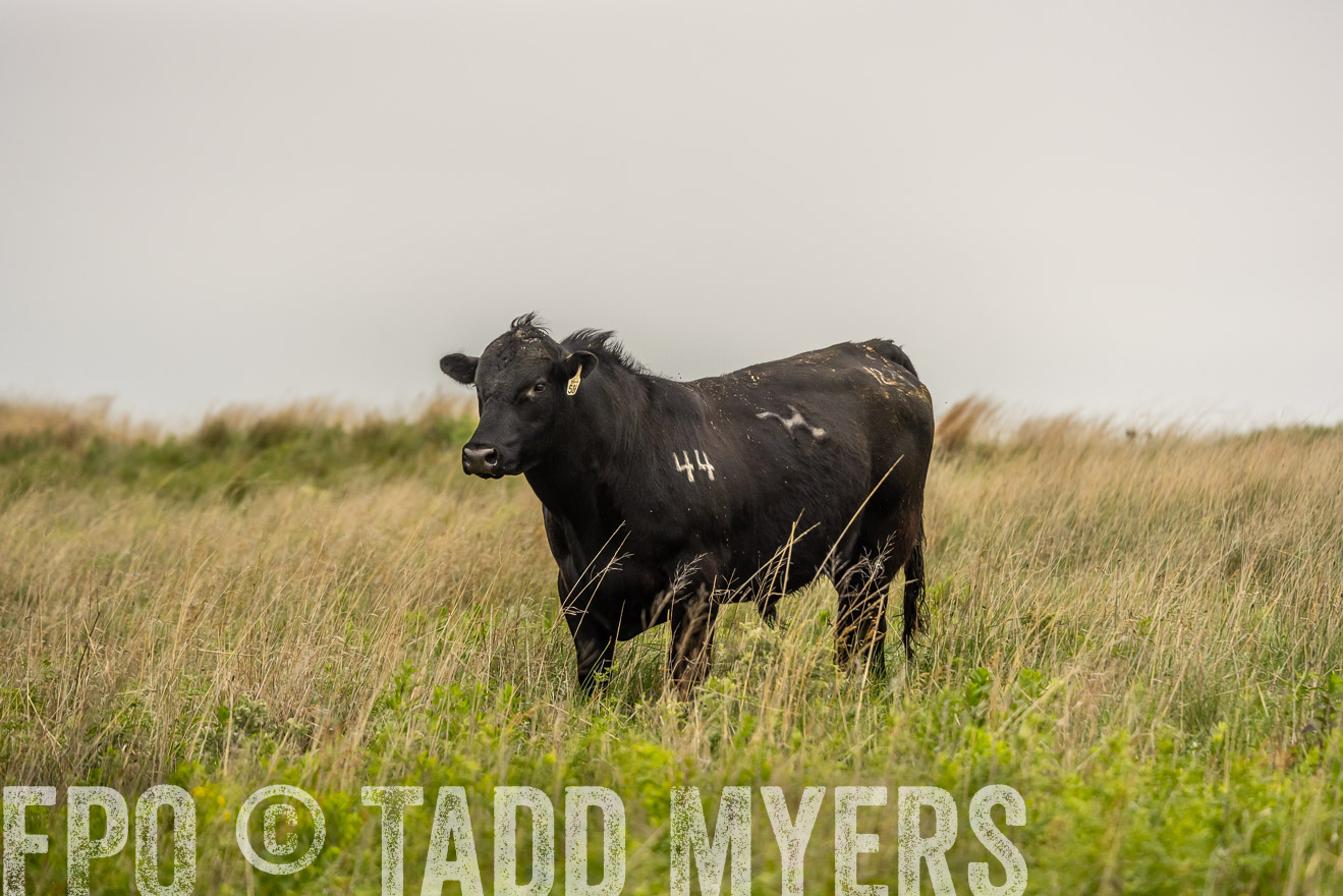 TMyers_PP_MilldaleRanch_Nebraska_June2024-524465