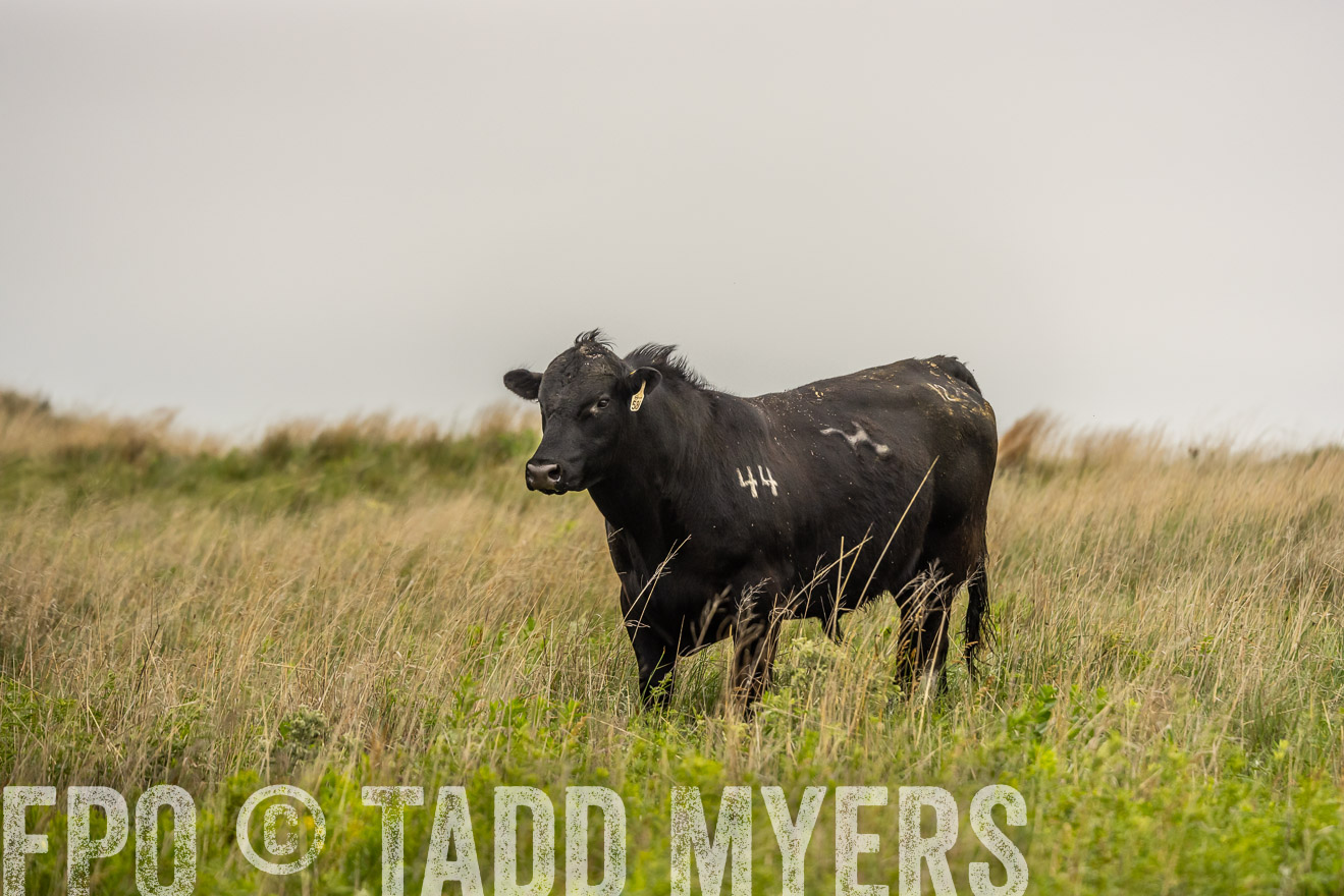 TMyers_PP_MilldaleRanch_Nebraska_June2024-524468
