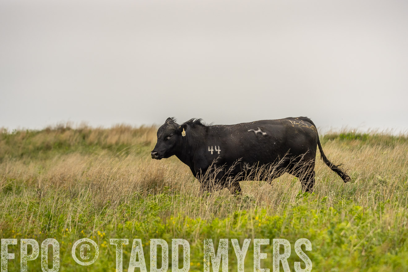 TMyers_PP_MilldaleRanch_Nebraska_June2024-524471