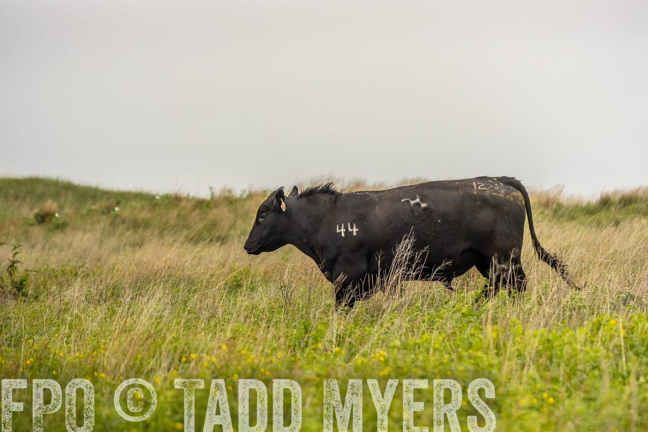 TMyers_PP_MilldaleRanch_Nebraska_June2024-524474