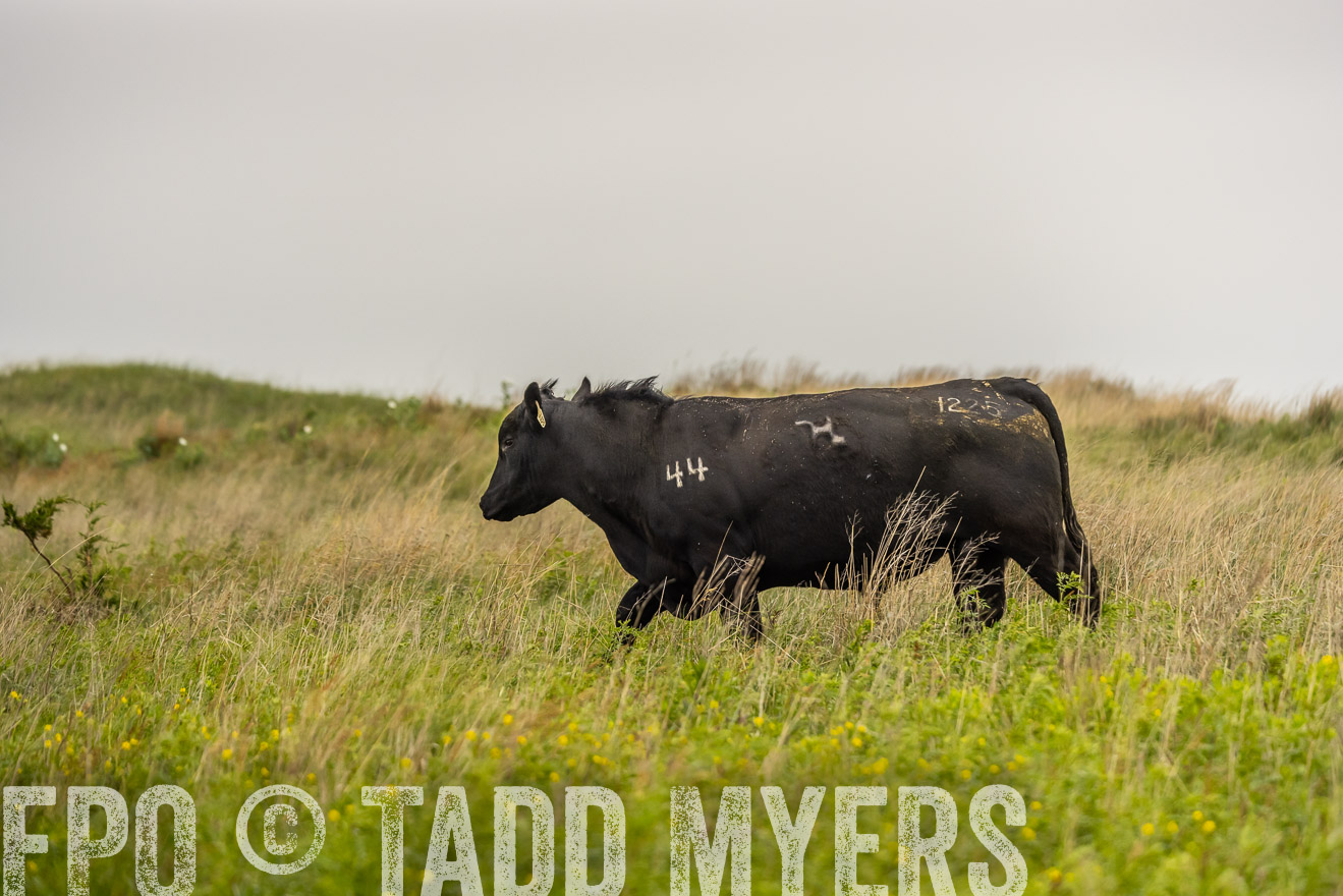 TMyers_PP_MilldaleRanch_Nebraska_June2024-524477
