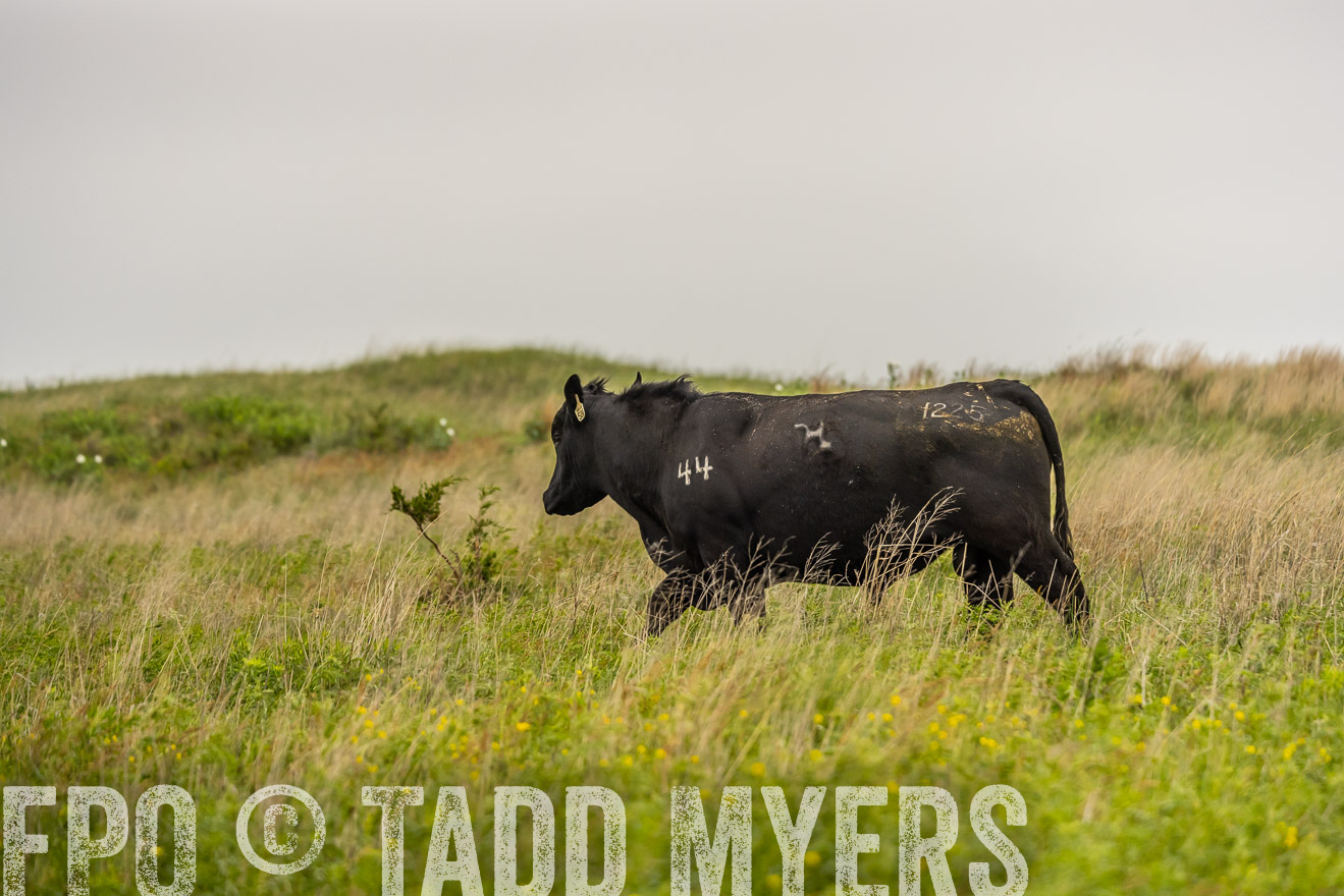 TMyers_PP_MilldaleRanch_Nebraska_June2024-524480
