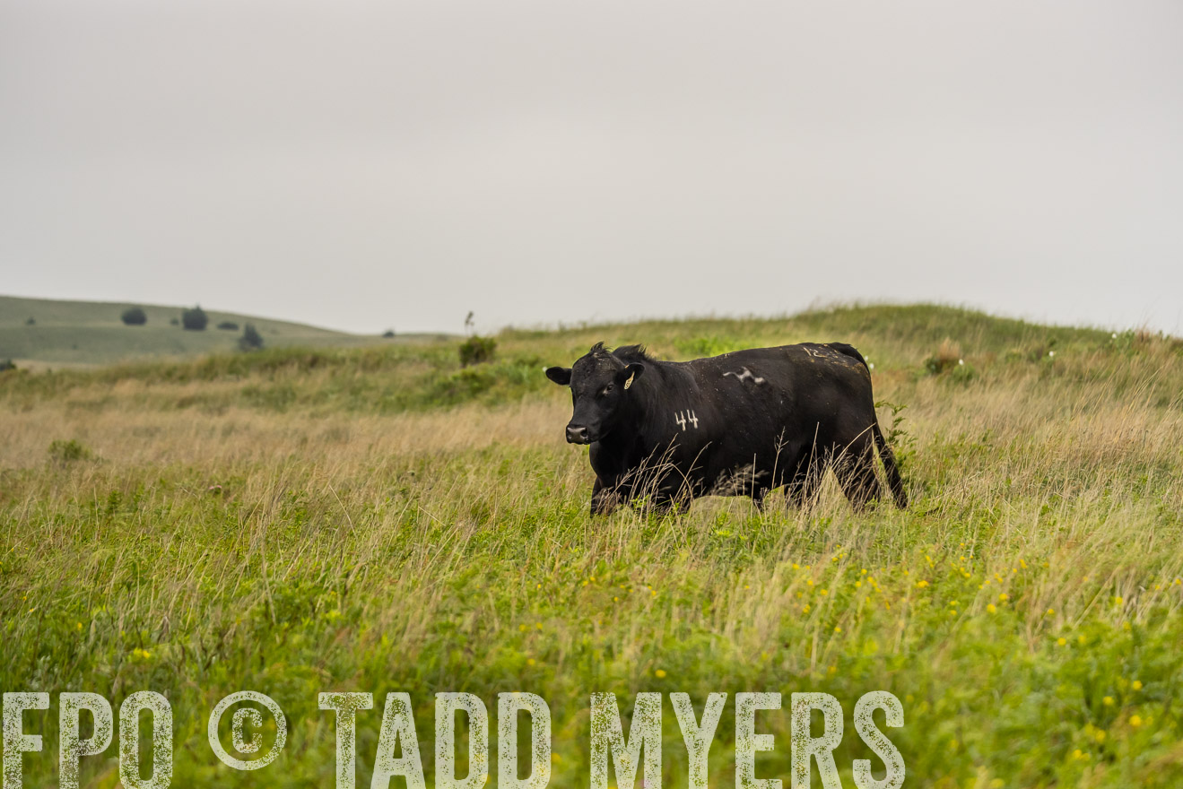 TMyers_PP_MilldaleRanch_Nebraska_June2024-524486