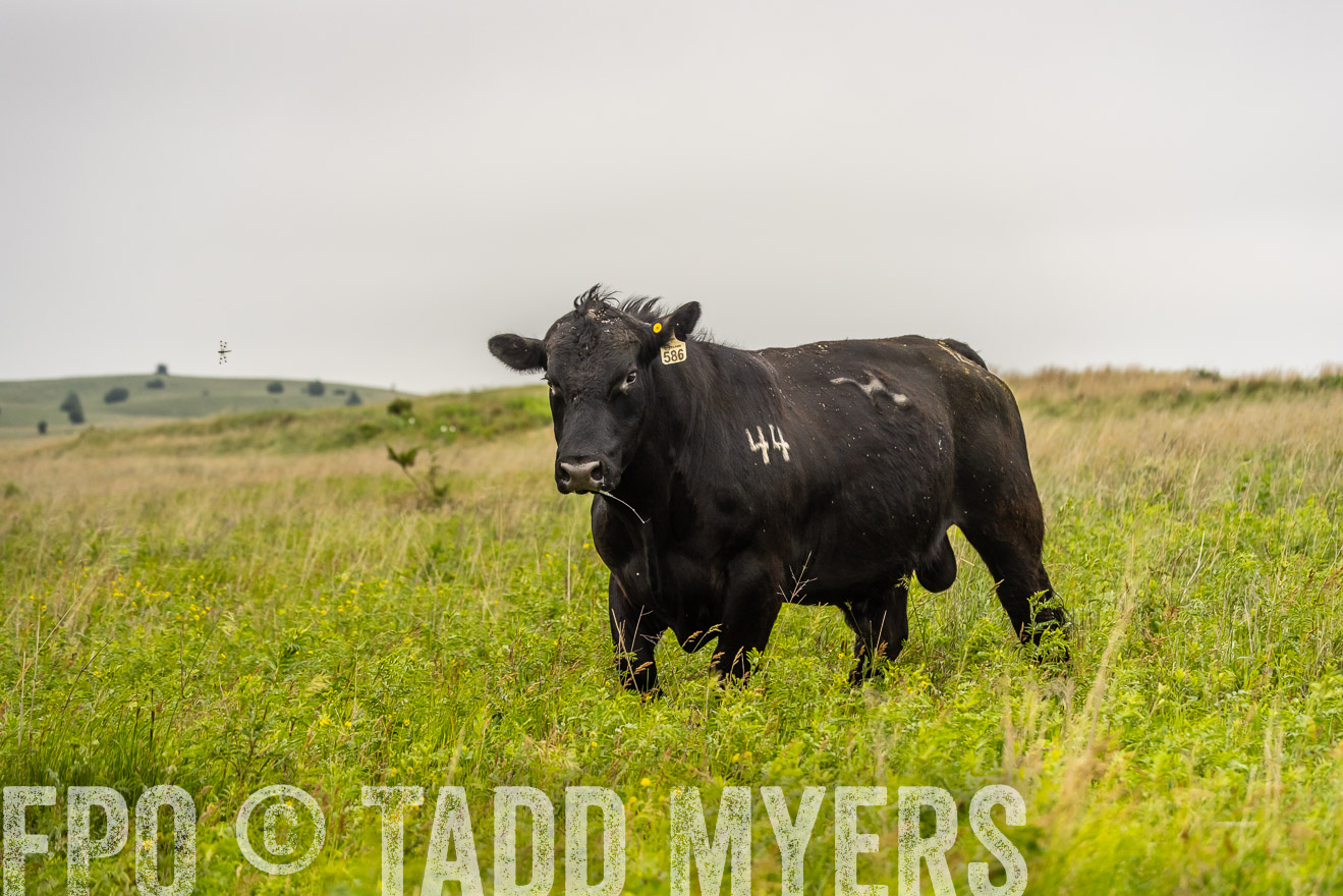TMyers_PP_MilldaleRanch_Nebraska_June2024-524507