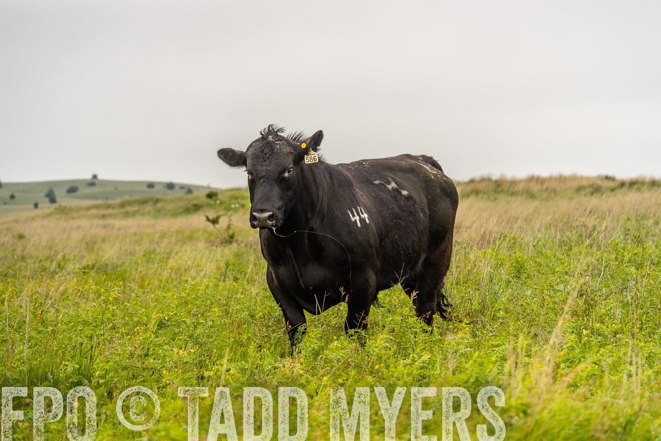 TMyers_PP_MilldaleRanch_Nebraska_June2024-524511