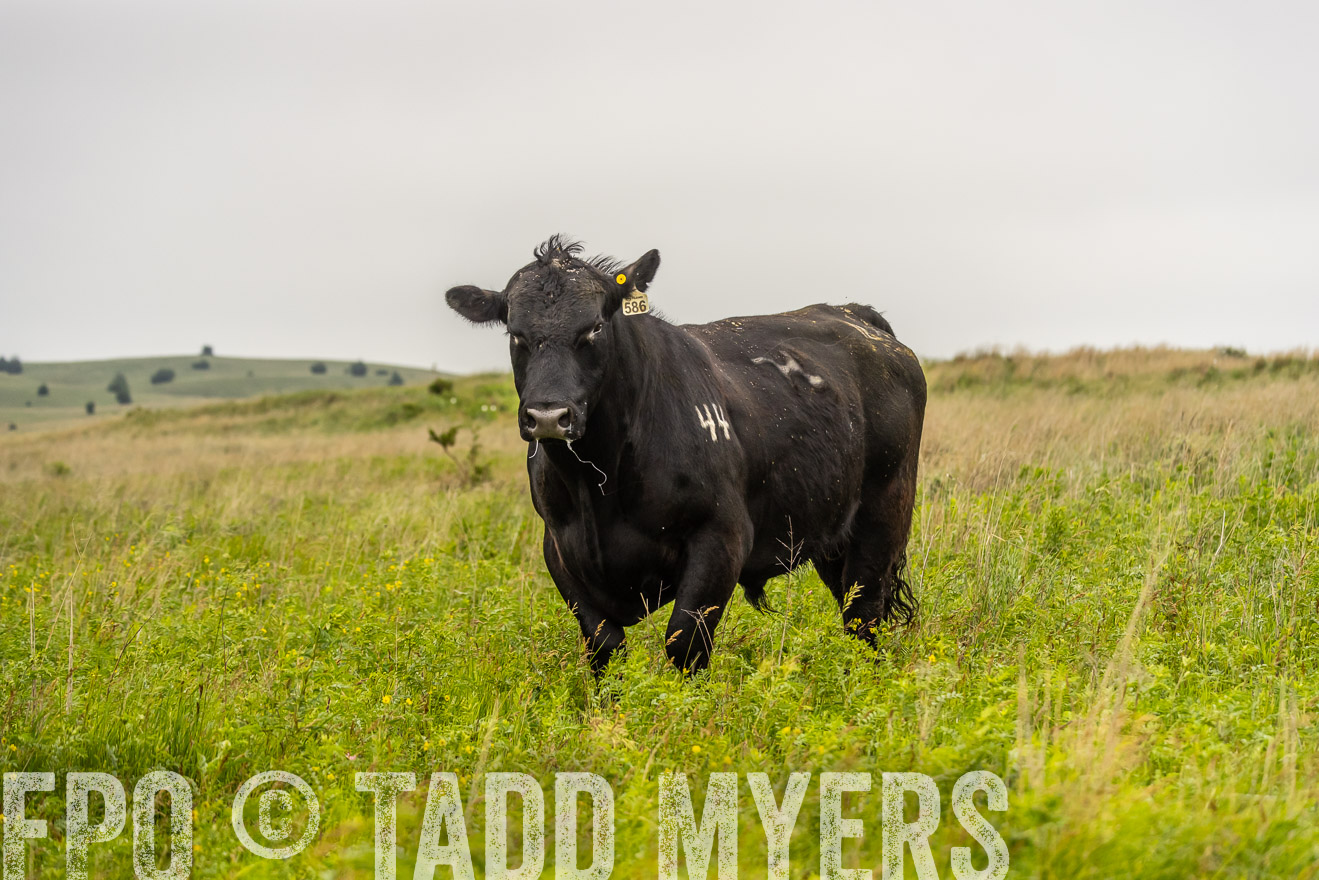 TMyers_PP_MilldaleRanch_Nebraska_June2024-524513