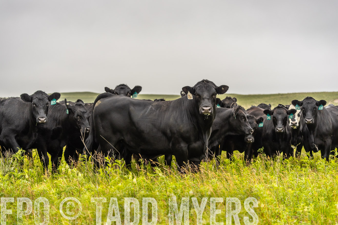 TMyers_PP_MilldaleRanch_Nebraska_June2024-524520