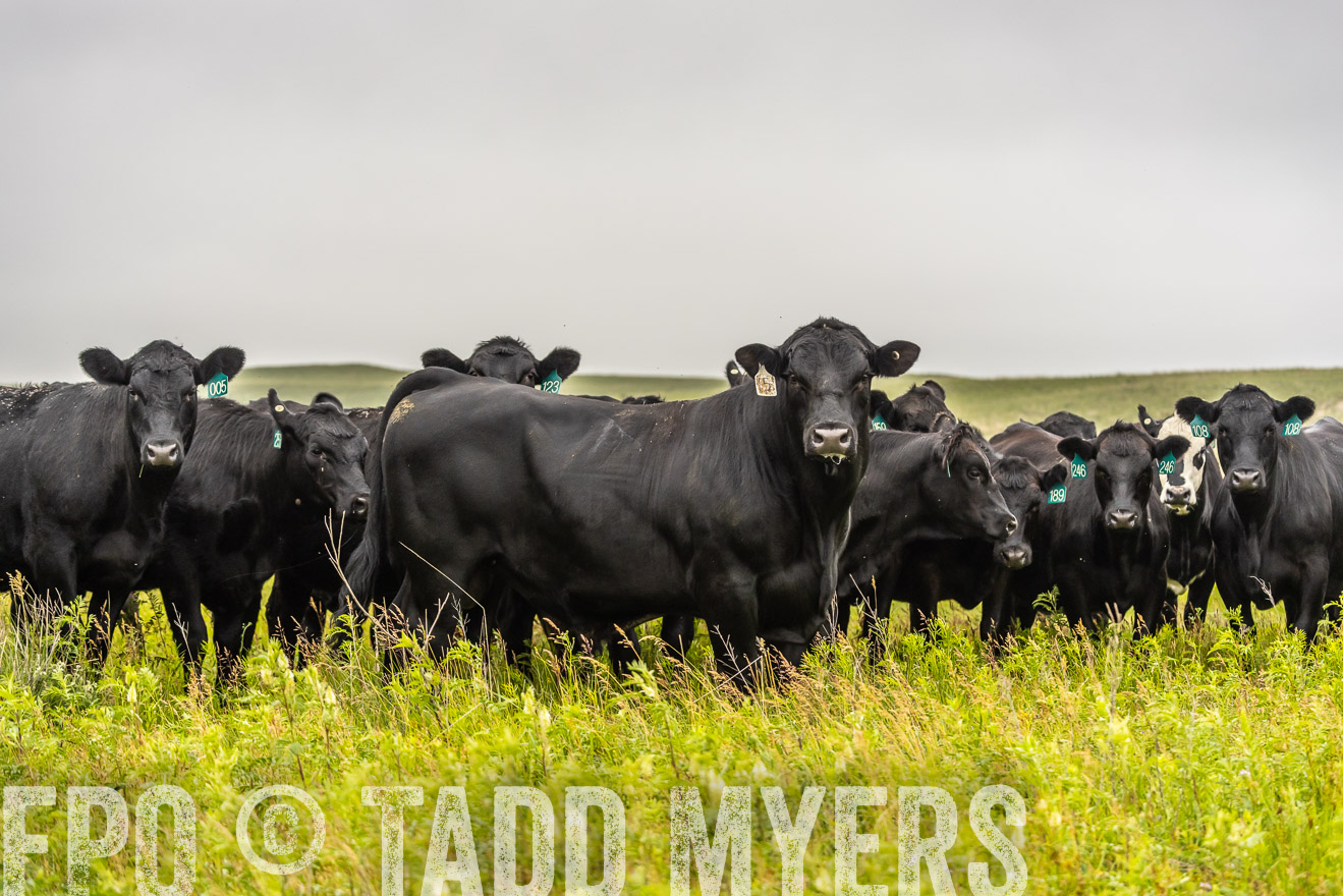 TMyers_PP_MilldaleRanch_Nebraska_June2024-524522