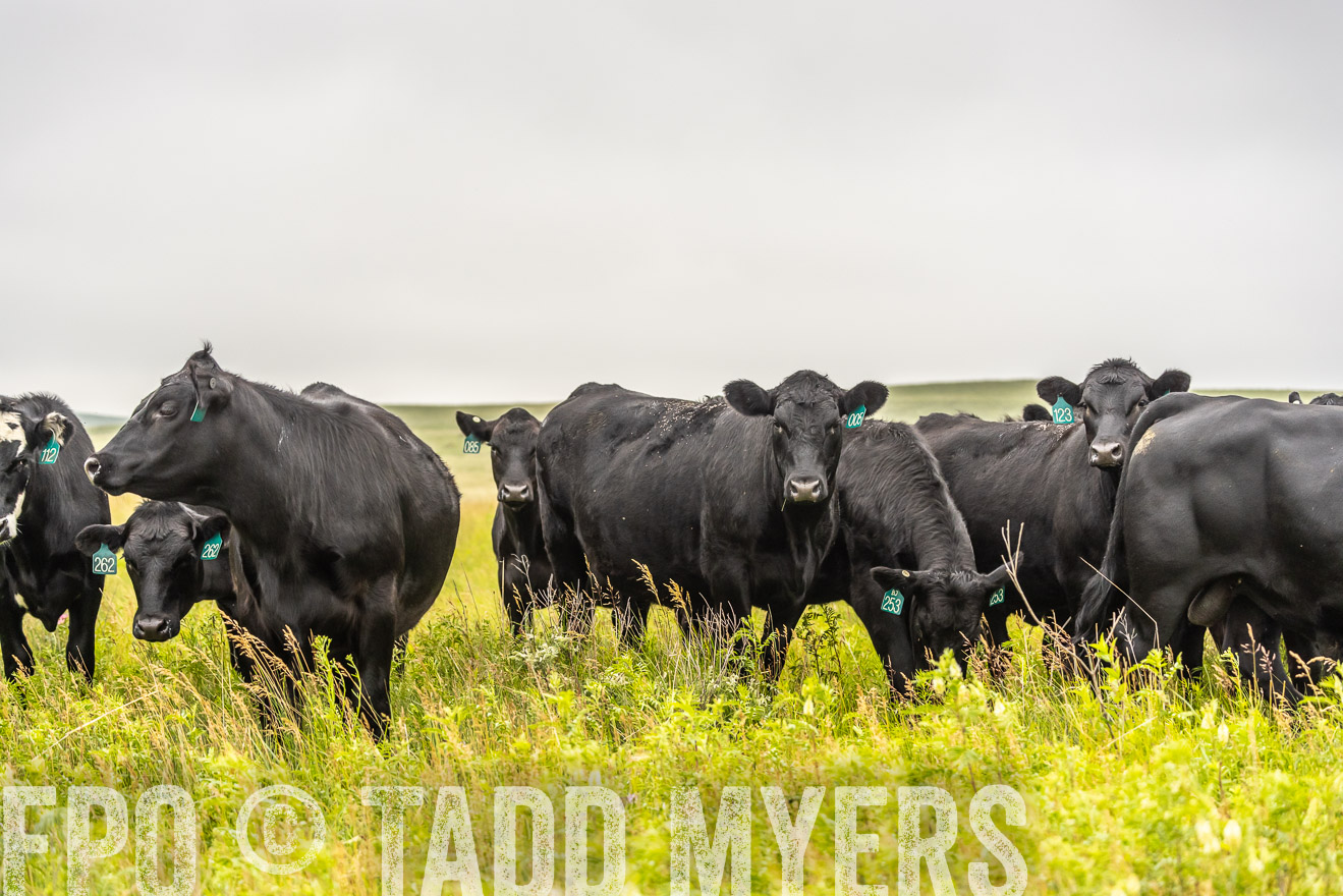 TMyers_PP_MilldaleRanch_Nebraska_June2024-524524