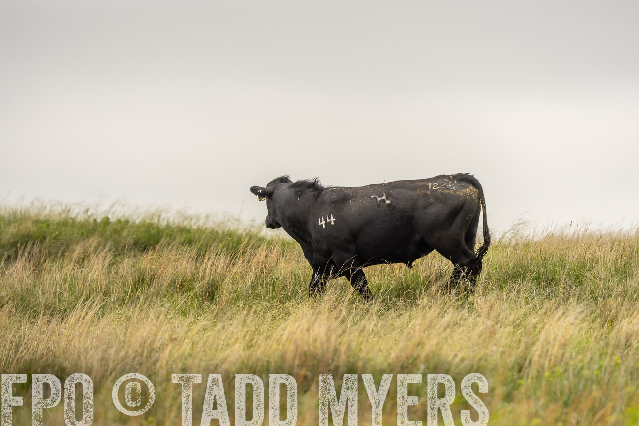 TMyers_PP_MilldaleRanch_Nebraska_June2024-524531