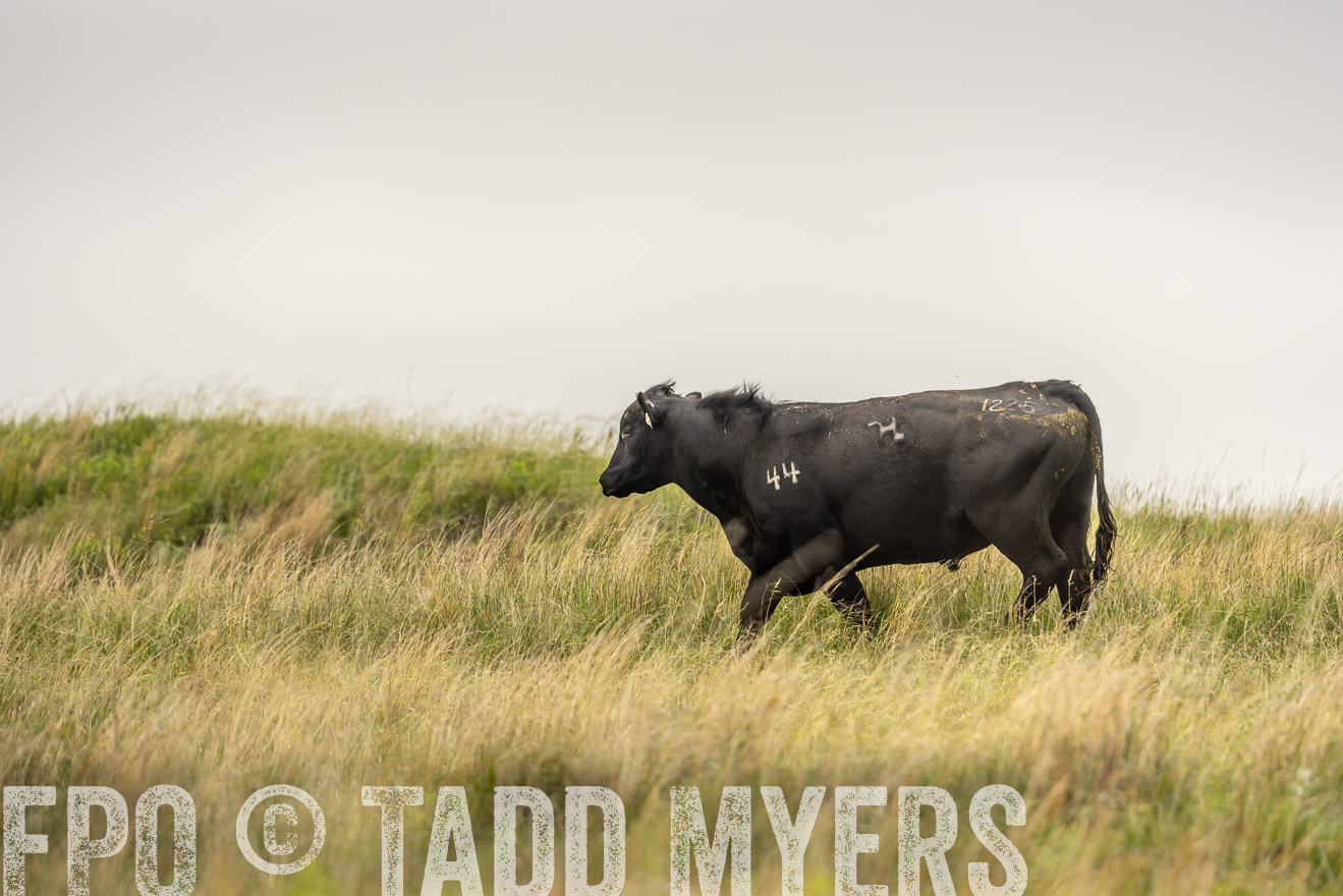 TMyers_PP_MilldaleRanch_Nebraska_June2024-524533