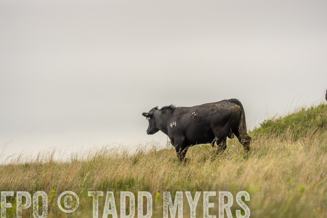TMyers_PP_MilldaleRanch_Nebraska_June2024-524546