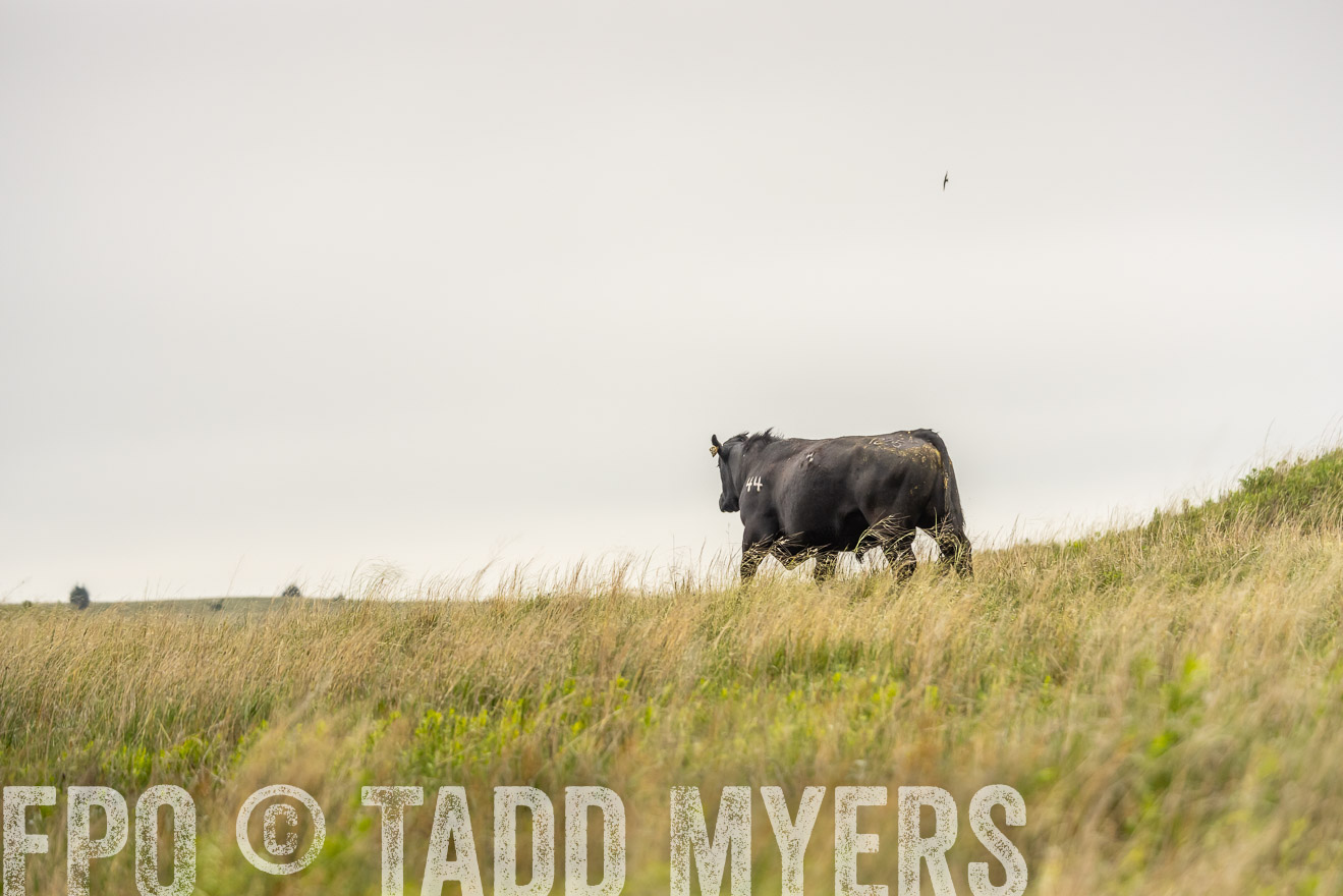 TMyers_PP_MilldaleRanch_Nebraska_June2024-524547