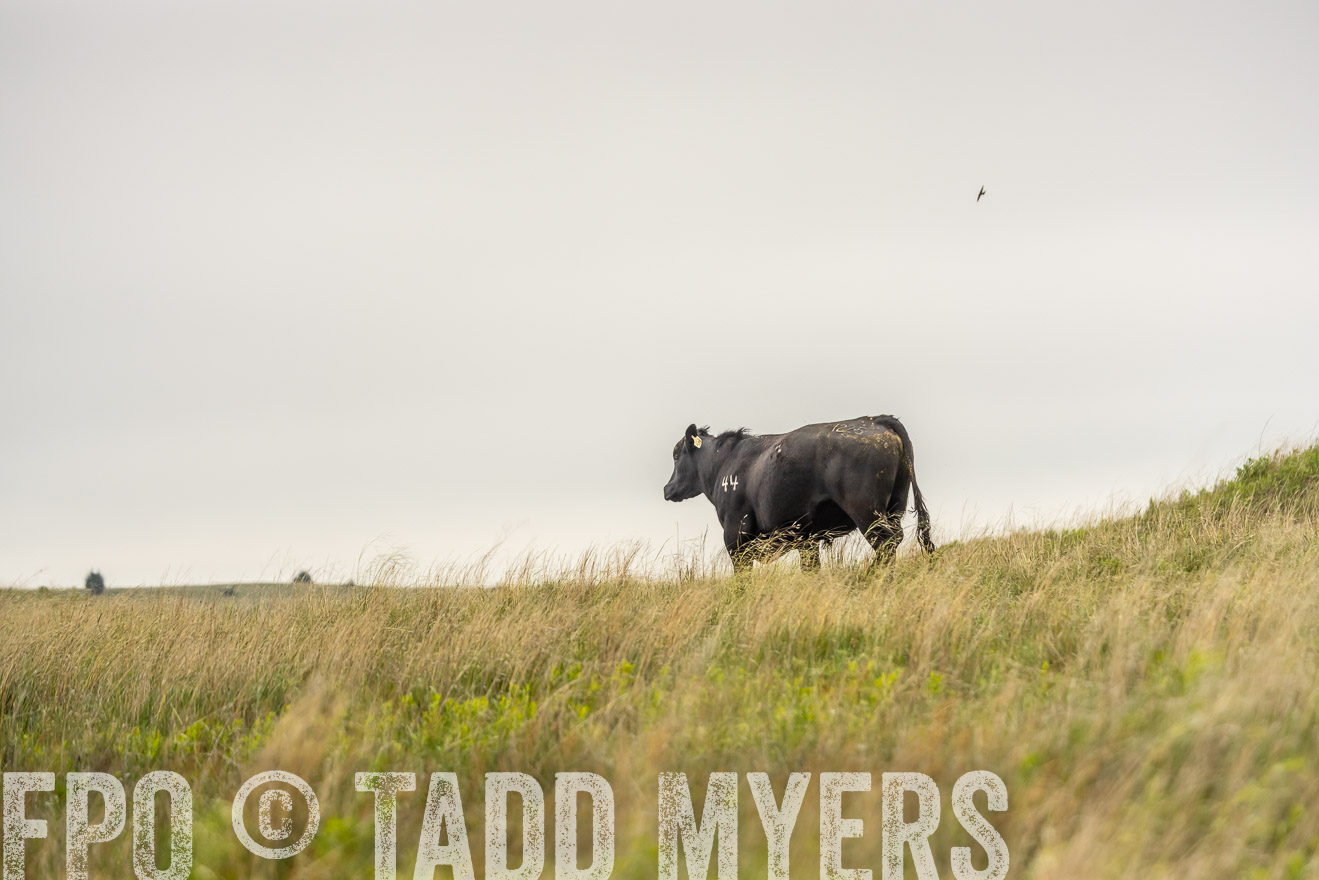 TMyers_PP_MilldaleRanch_Nebraska_June2024-524549