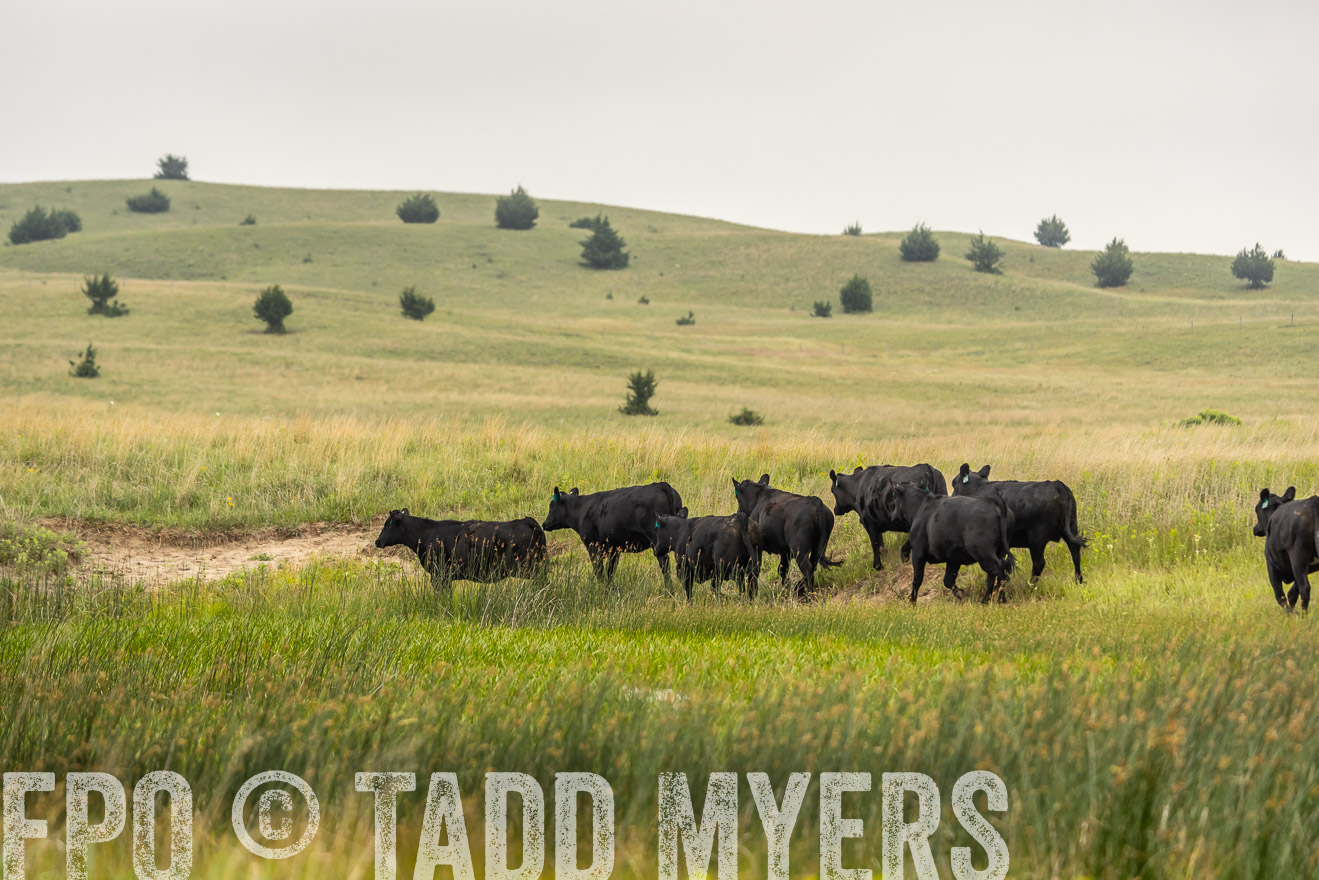 TMyers_PP_MilldaleRanch_Nebraska_June2024-524556
