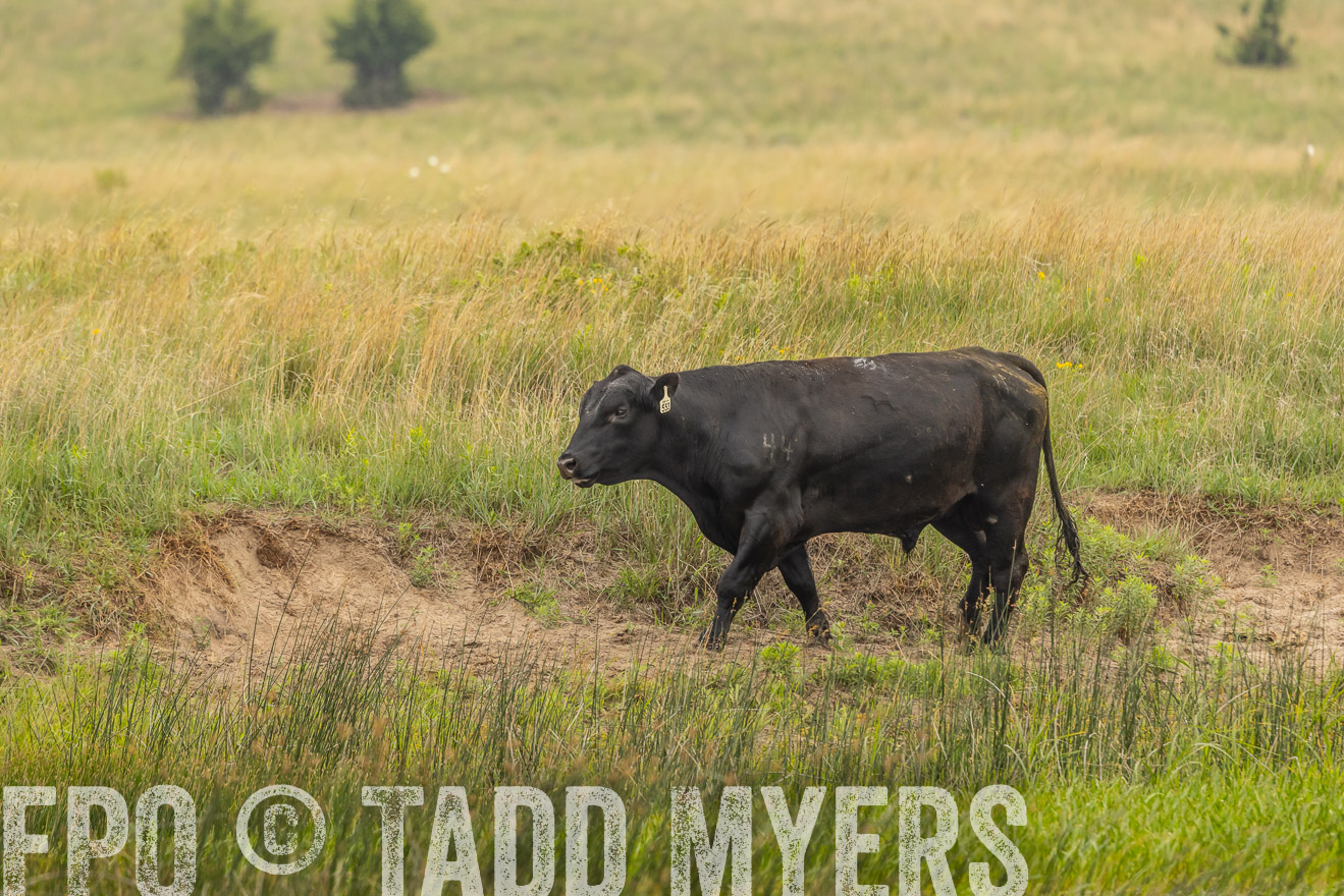 TMyers_PP_MilldaleRanch_Nebraska_June2024-524577