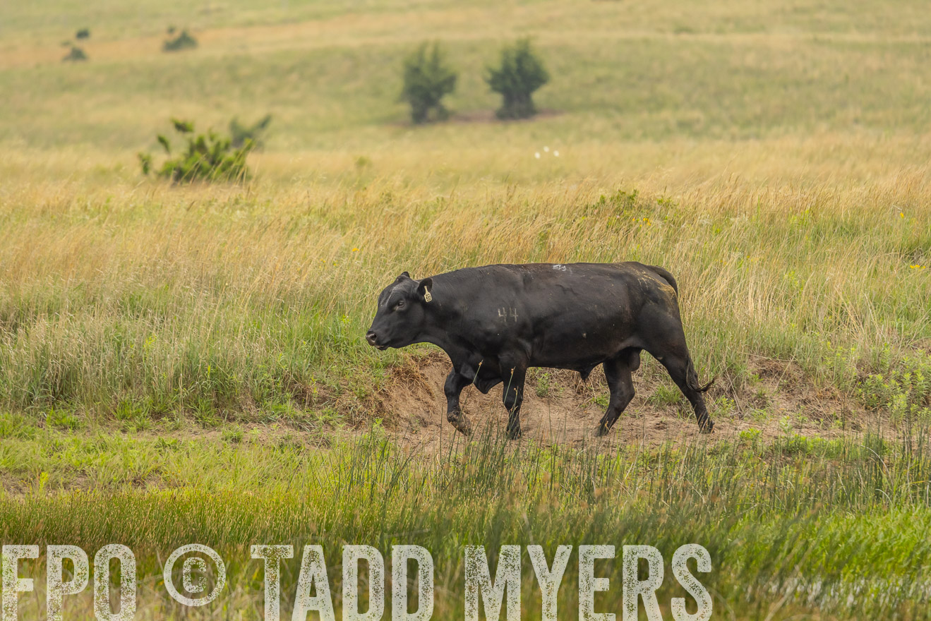 TMyers_PP_MilldaleRanch_Nebraska_June2024-524581