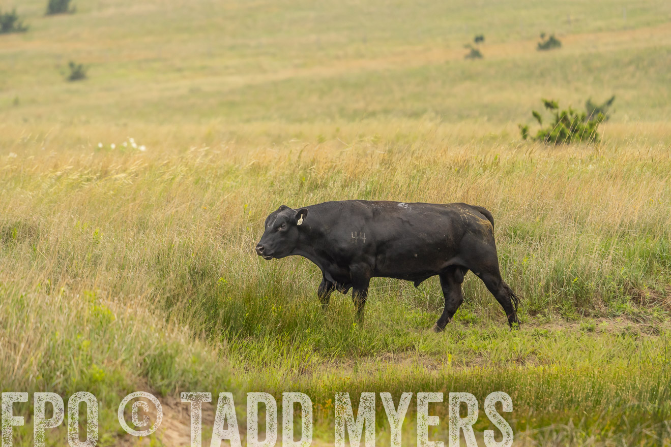 TMyers_PP_MilldaleRanch_Nebraska_June2024-524589