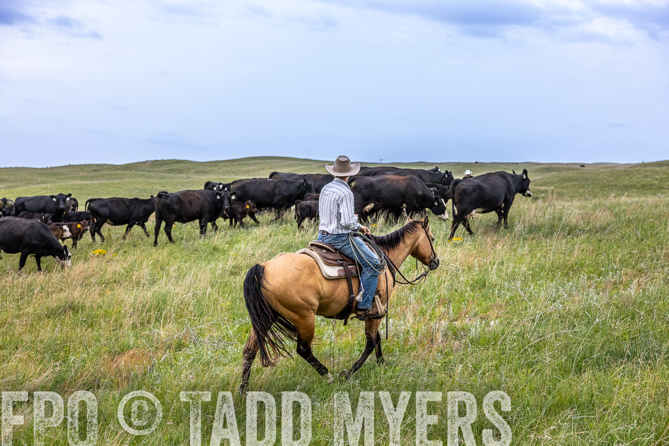 TMyers_PP_MilldaleRanch_Nebraska_June2024-513820