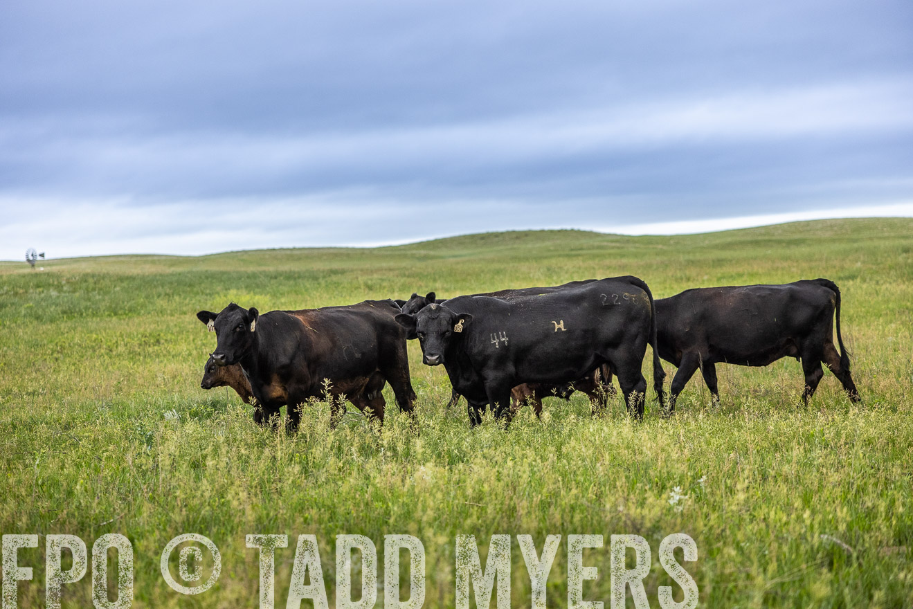 TMyers_PP_MilldaleRanch_Nebraska_June2024-515135