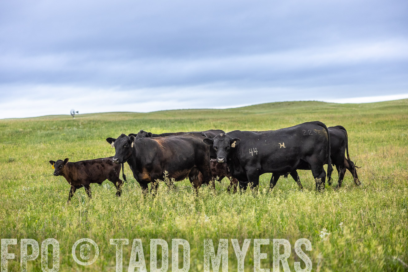 TMyers_PP_MilldaleRanch_Nebraska_June2024-515147